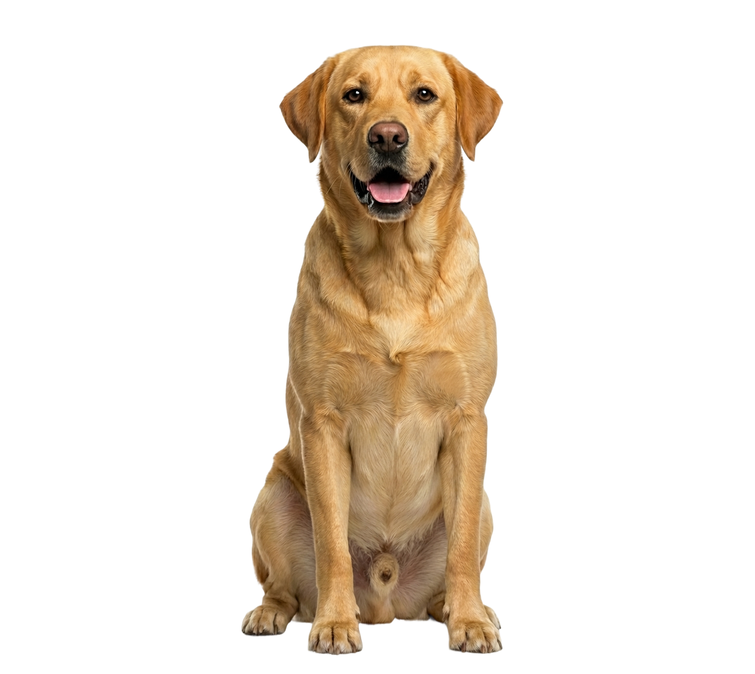 pet image