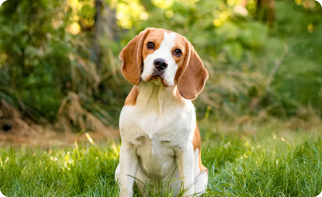 protect-pet