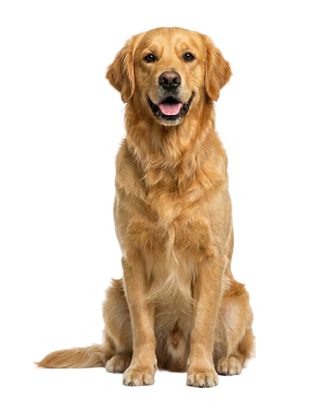 pet image